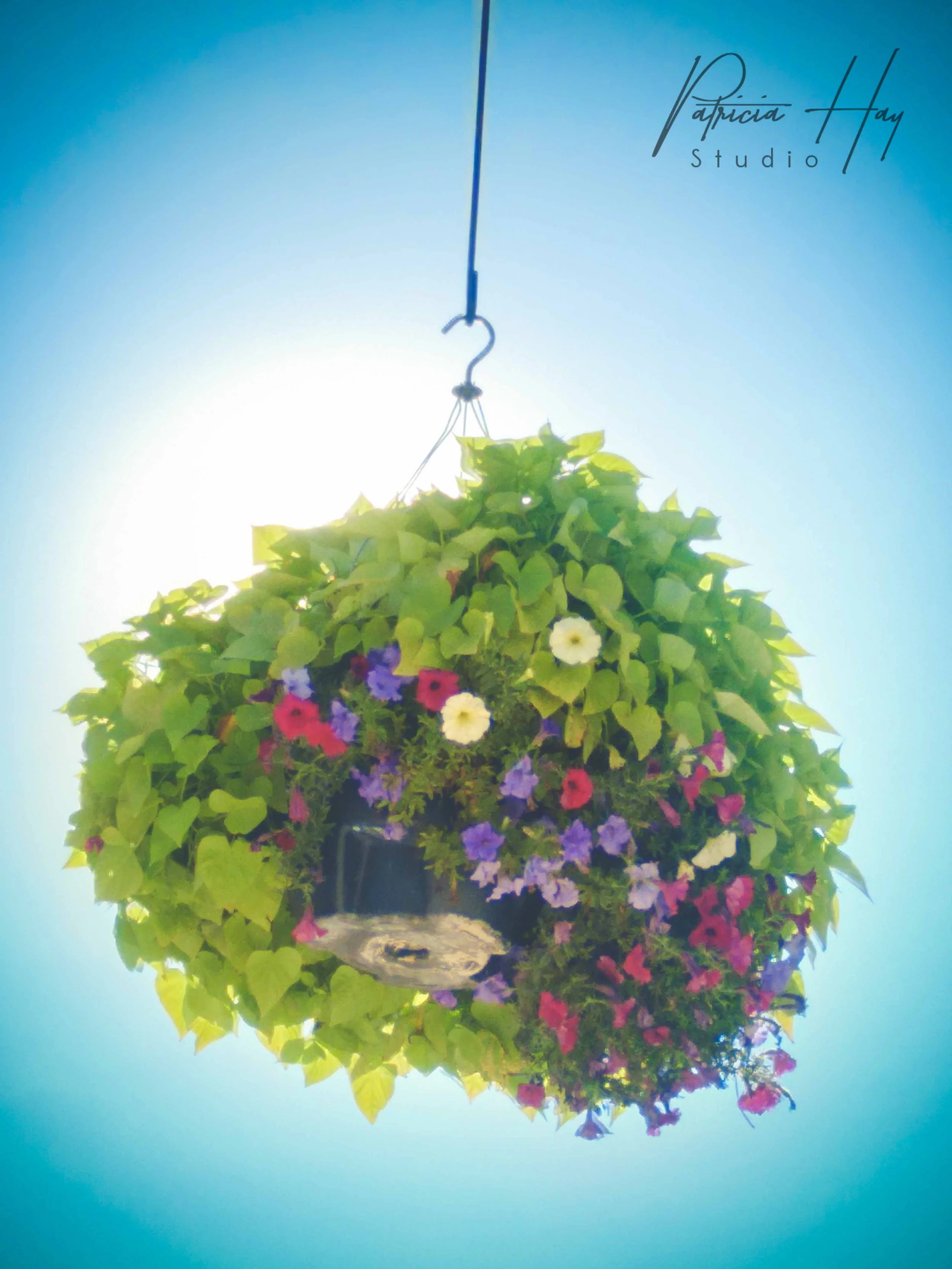 Flower 2.jpg