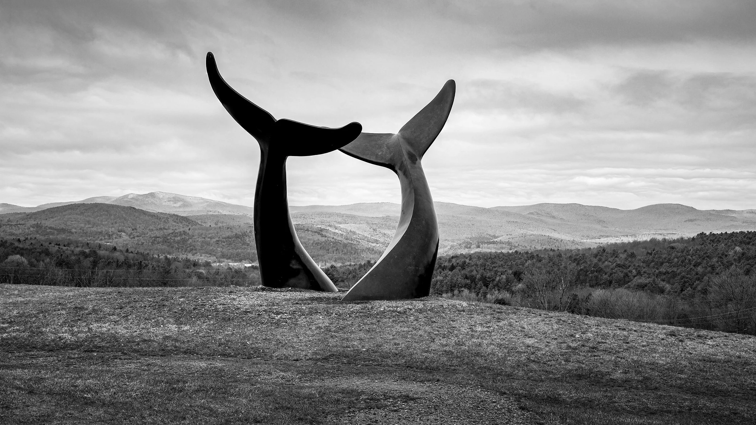 Whale’s Tale Fine Art Friday