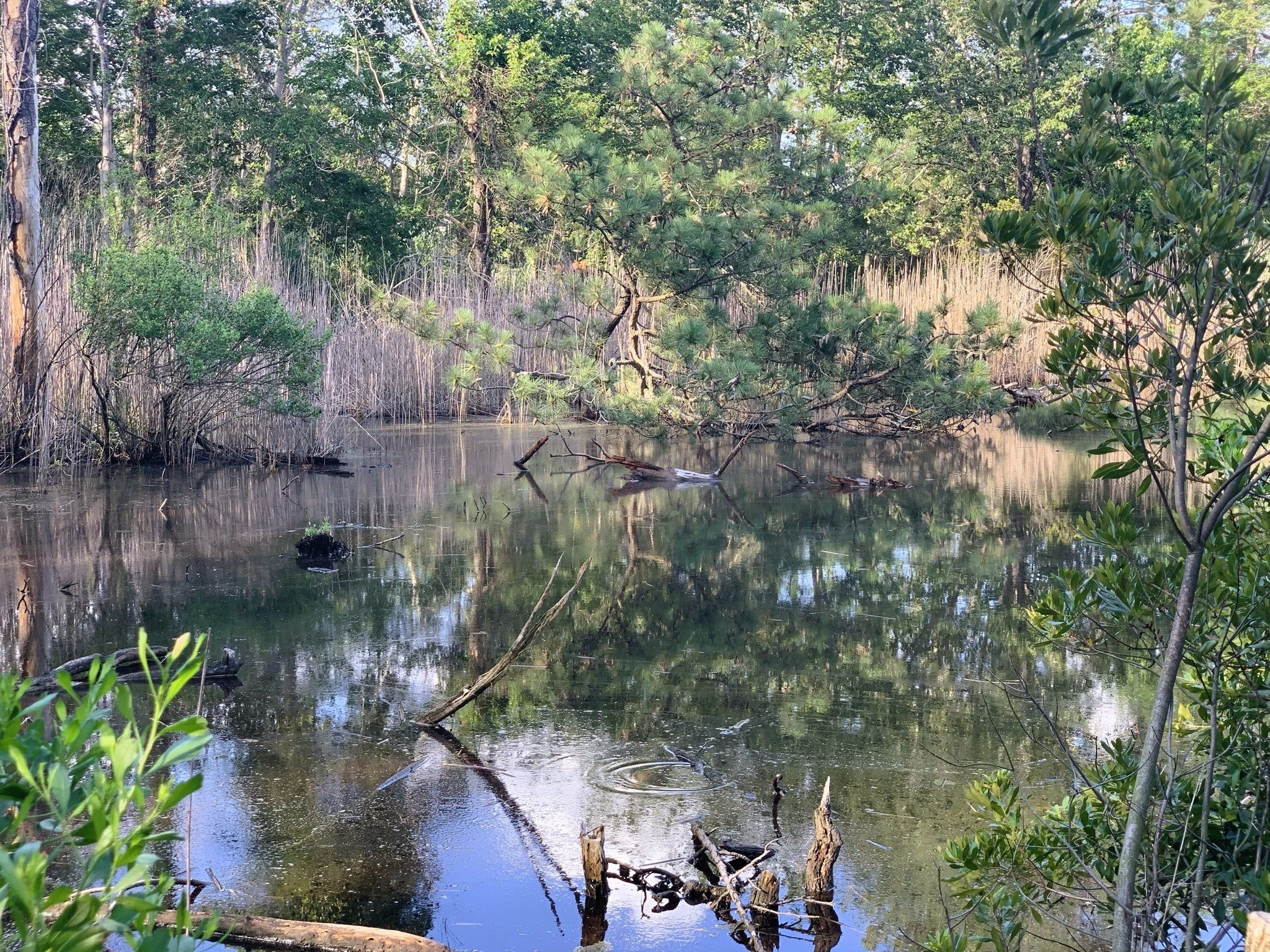 Rehoboth Beach, DE, USA