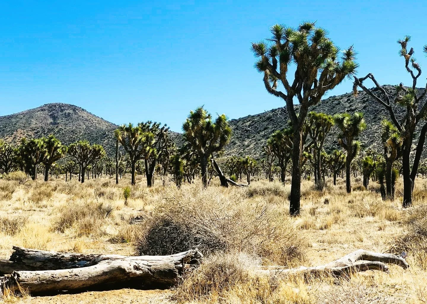Joshua Tree, CA, USA