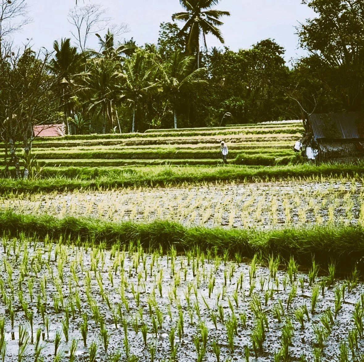 Ubud, Bali, Indonesia