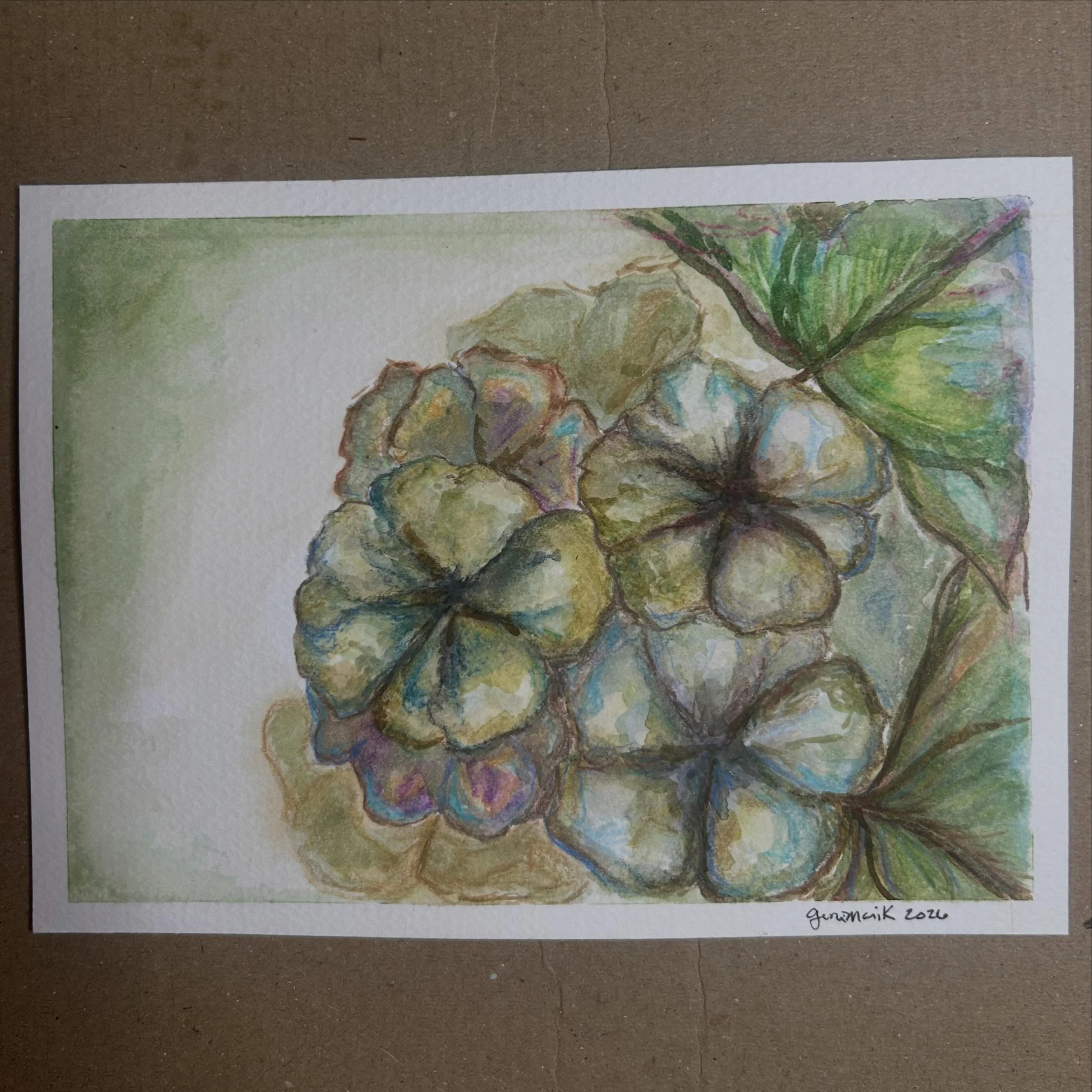 #Hydrangea  Watercolor pencil and paint. #watercolorpractice 4&rdquo;x6&rdquo;