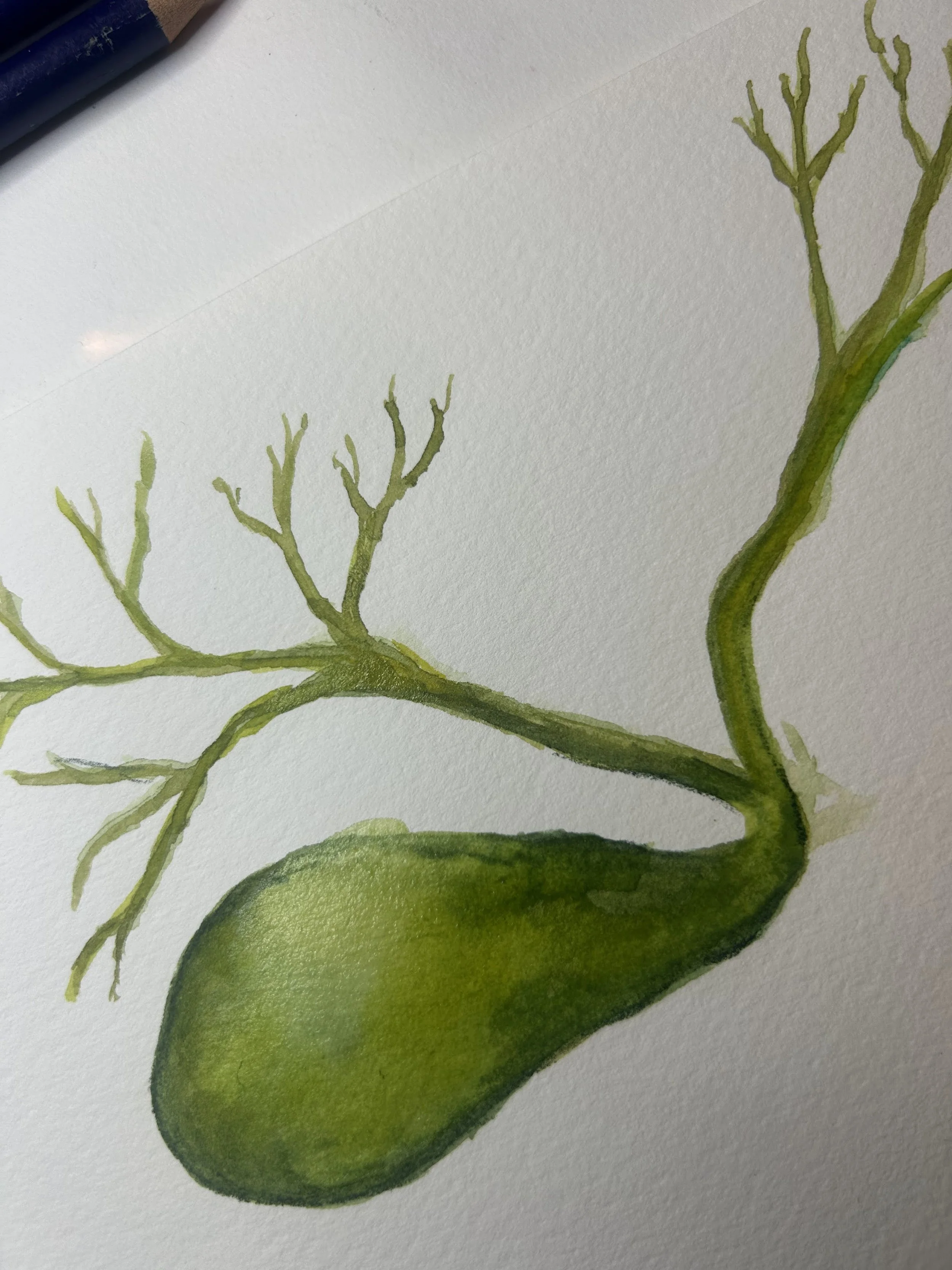 Watercolor study of a green gallbladder and bile ducts on white paper