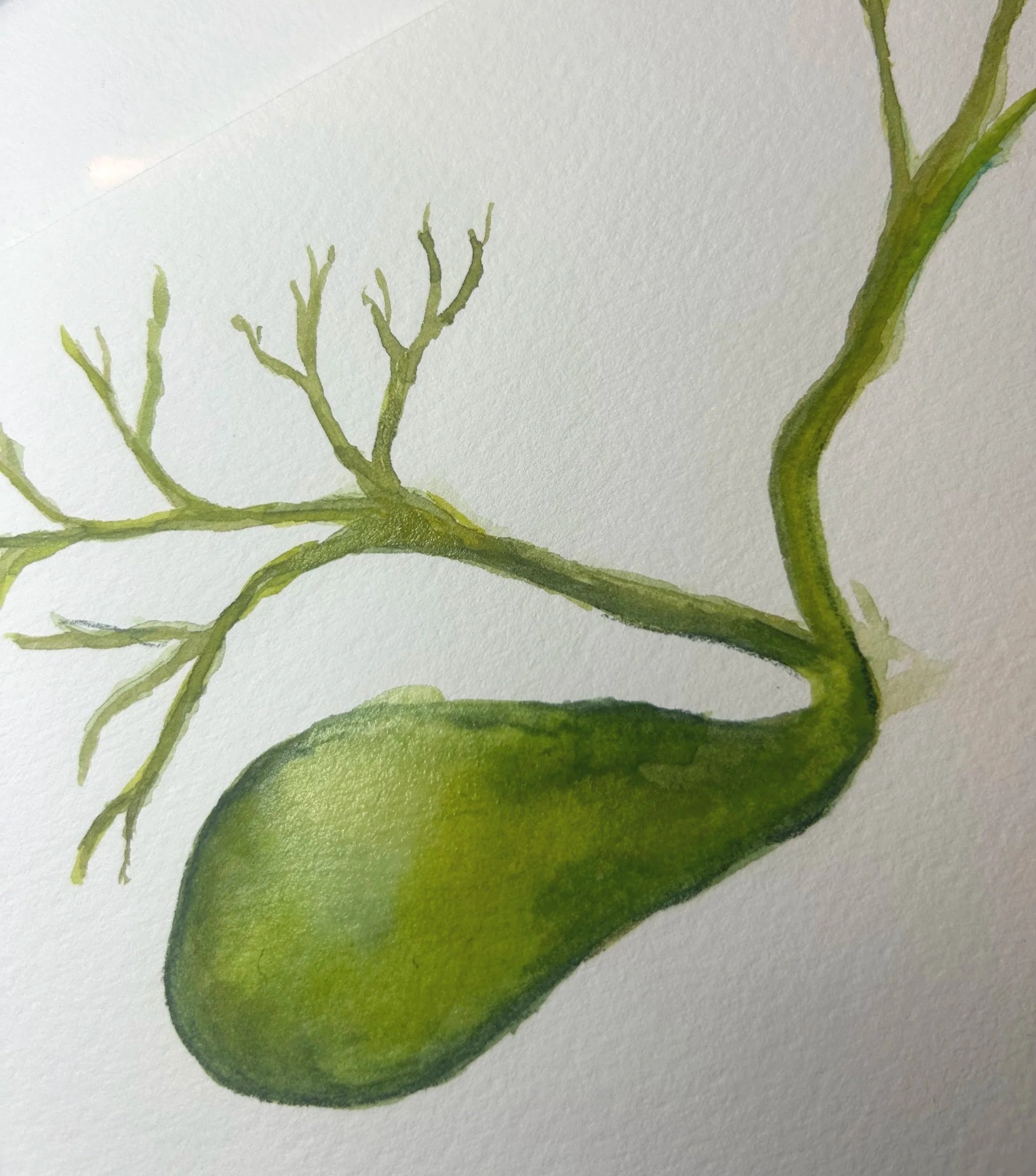 Watercolor painting of a green gallbladder and branching bile ducts on white paper