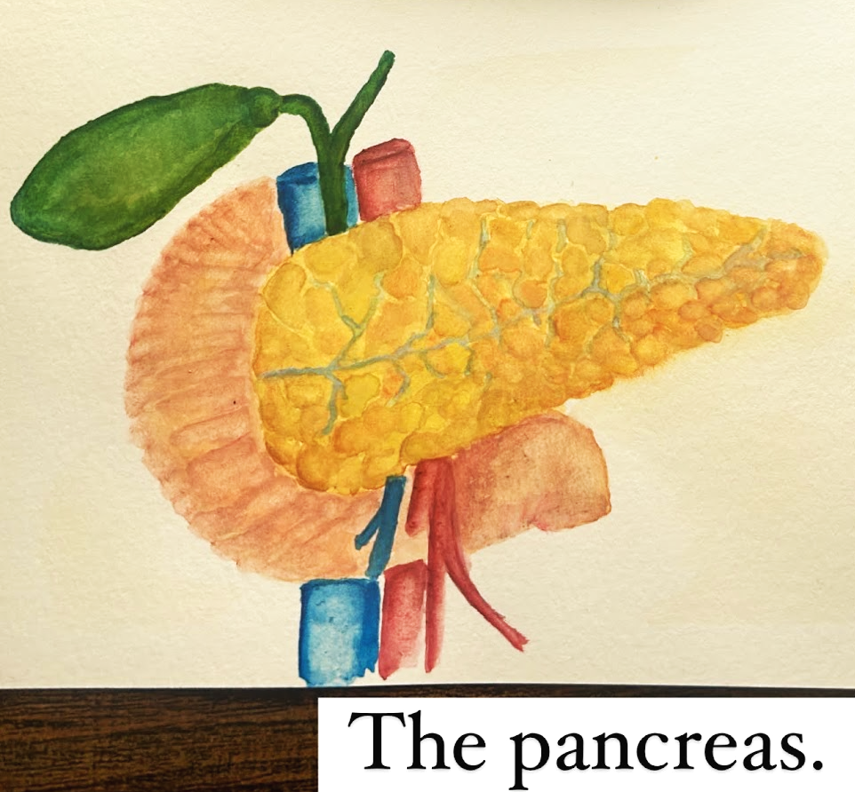 Watercolor illustration of the pancreas with the gallbladder and blood vessels, captioned The pancreas