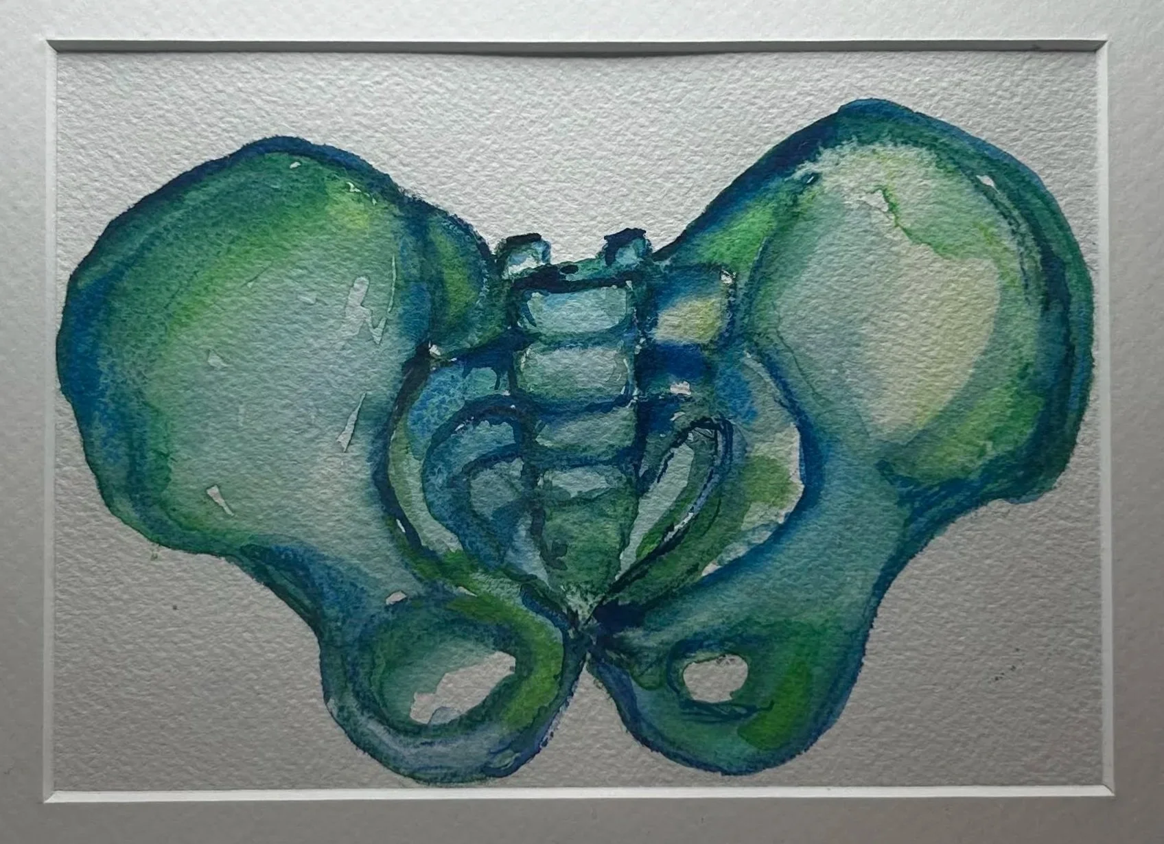 Watercolor painting of the human pelvic bones in teal and green on white paper