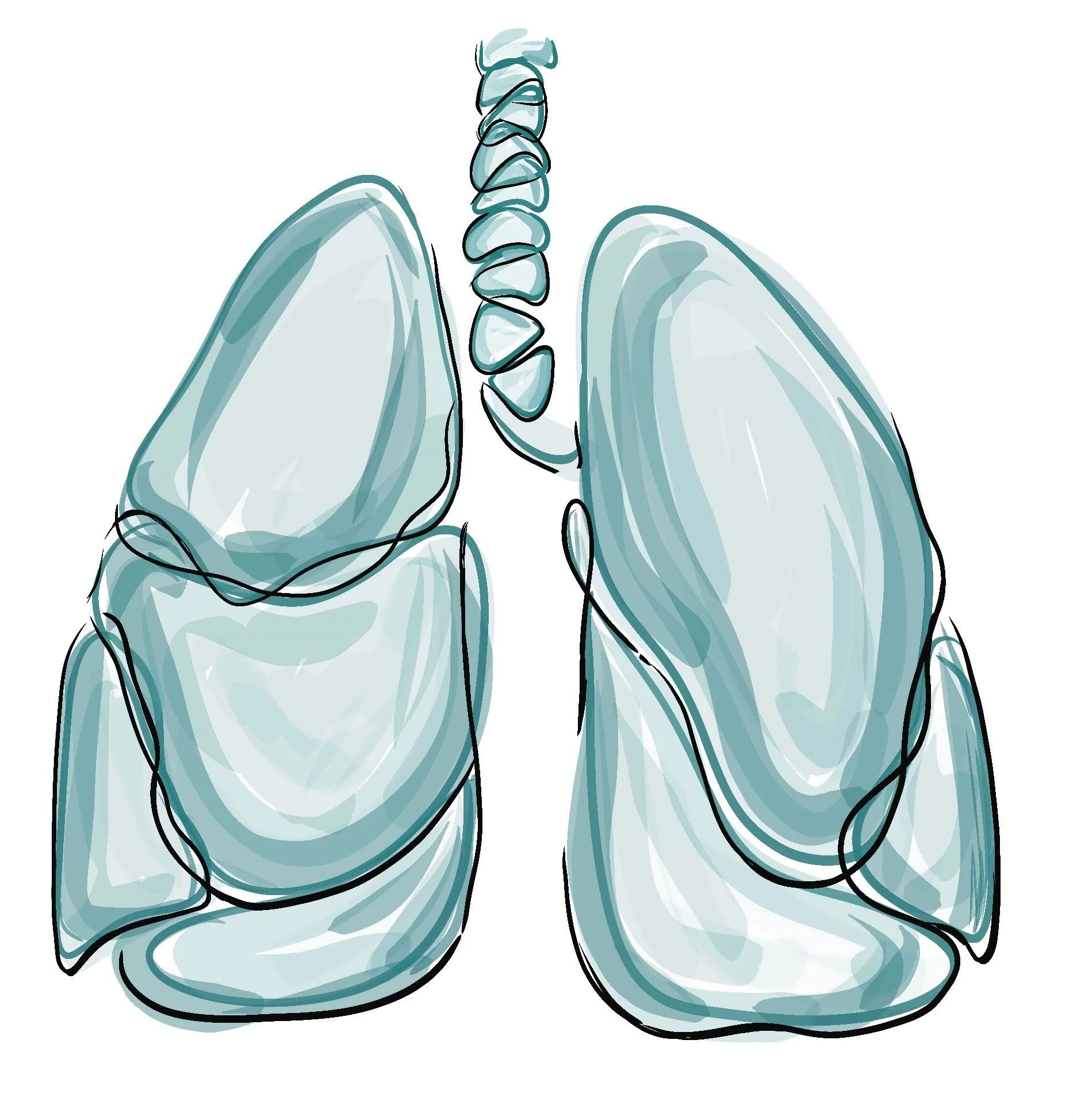 Line drawing of human lungs and trachea with soft blue watercolor shading