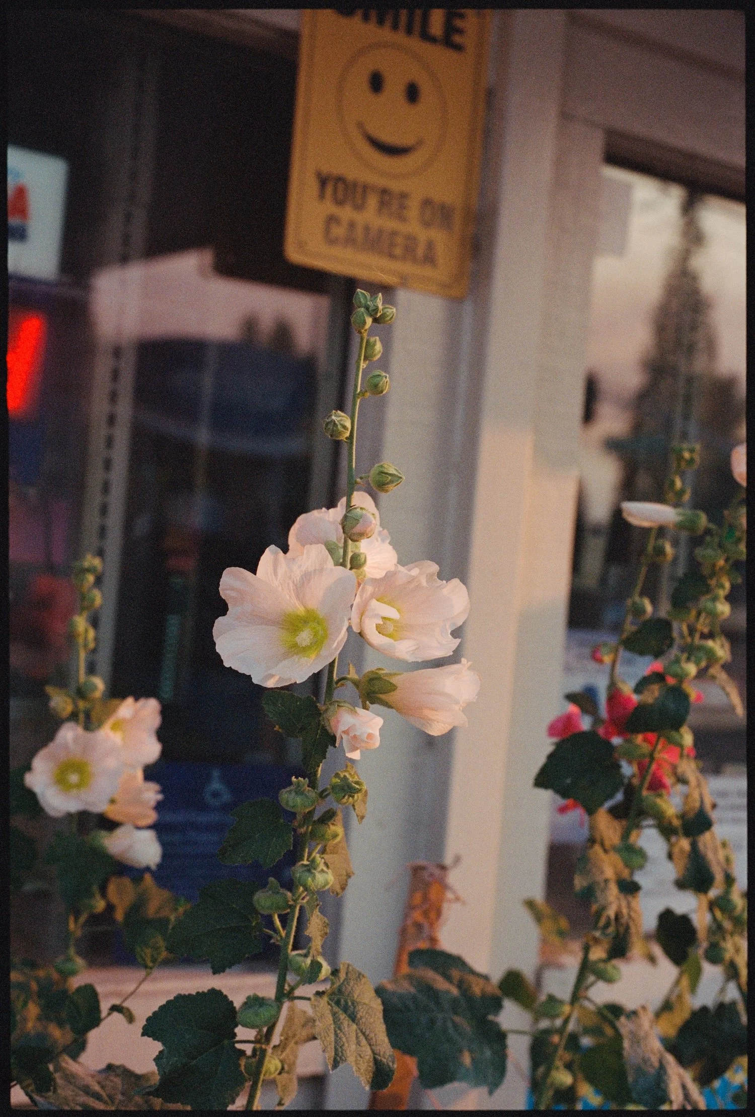 gasstation_hollyhock_july2026-3 copy.jpg