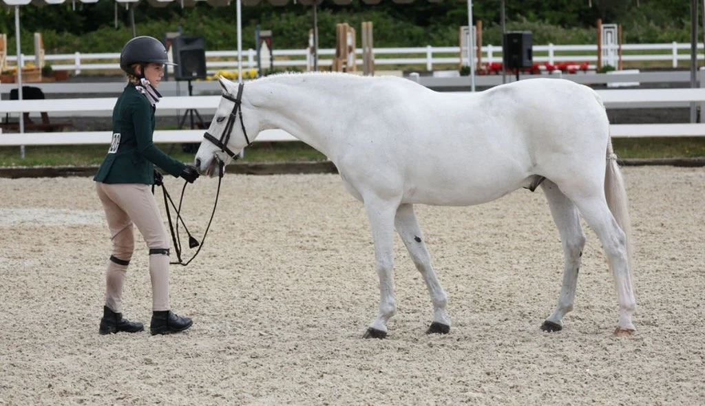 Tips For Gray Horses