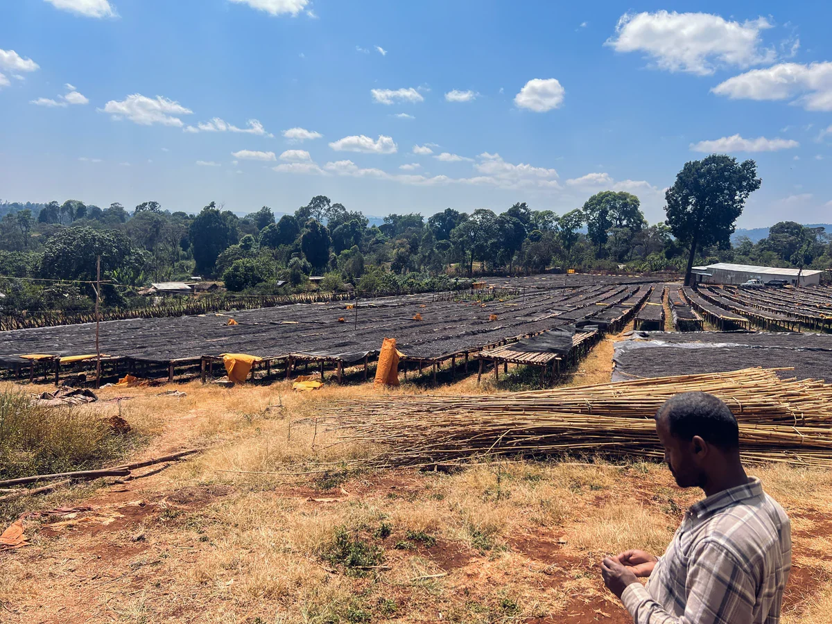 Sourcing-Ethiopia-Guji-Hambela-DeriFahmi-2024-01-08-04-Edited_1200x.webp