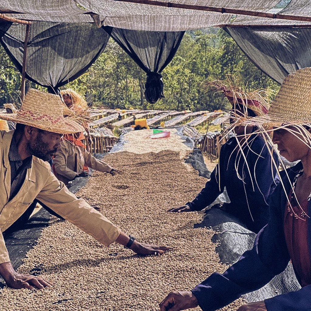 Ethiopia Yirgacheffe Aricha Adorsi - Washed (8oz)