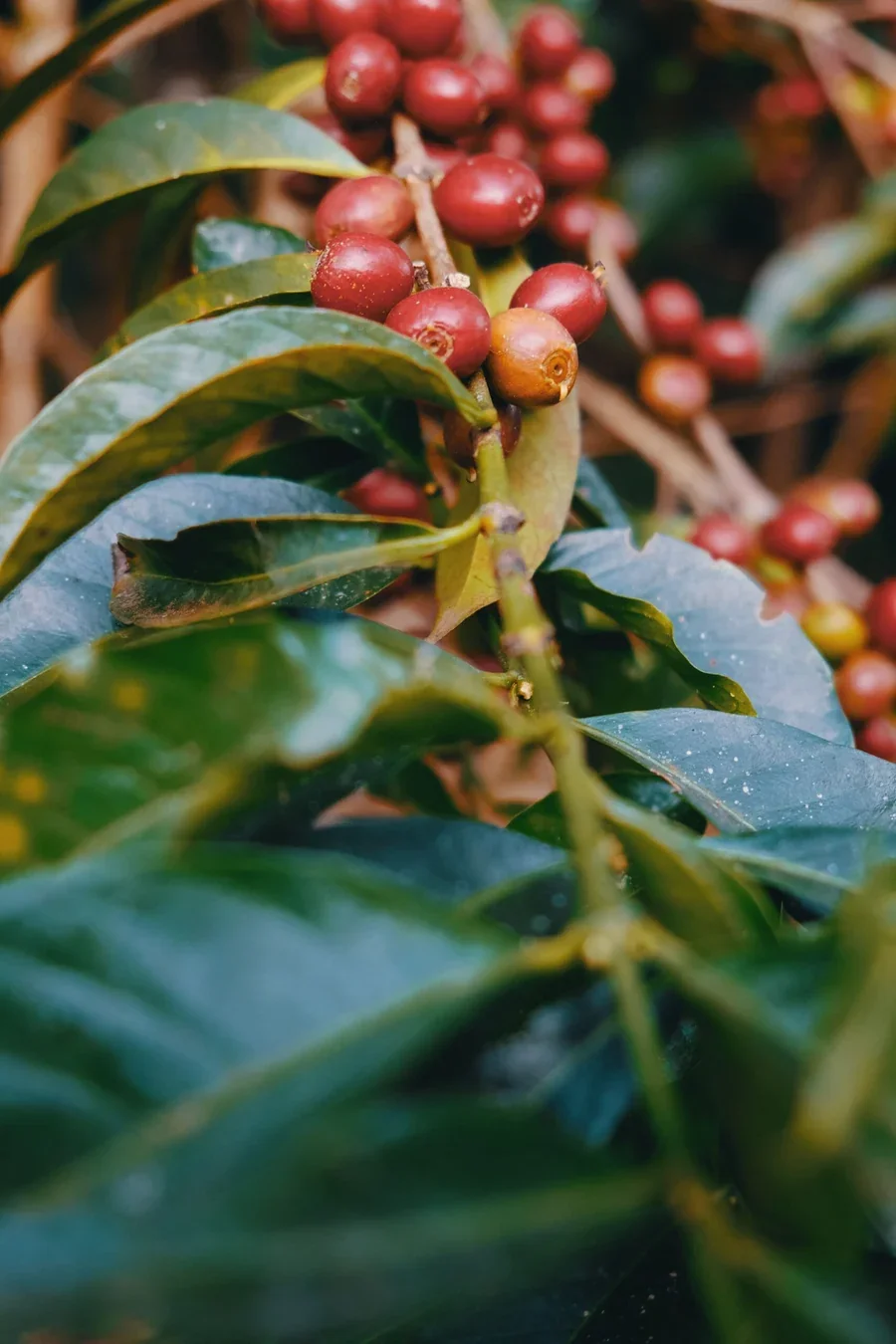 Washed-Yirgacheffe-Resetti-GR2-1-scaled_900x.webp