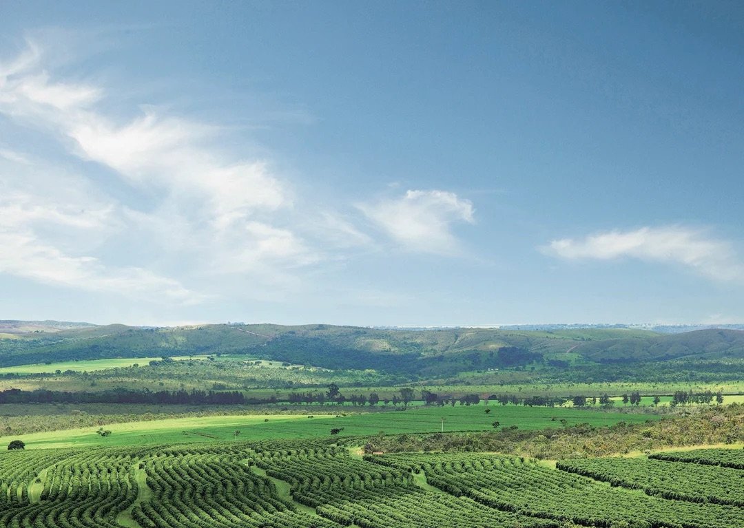Cerrado4-CreditCerradoCoffeeGrowersFederation_aec60982-4b77-45c7-8fa9-c73b5645c7d6_1080x.jpeg