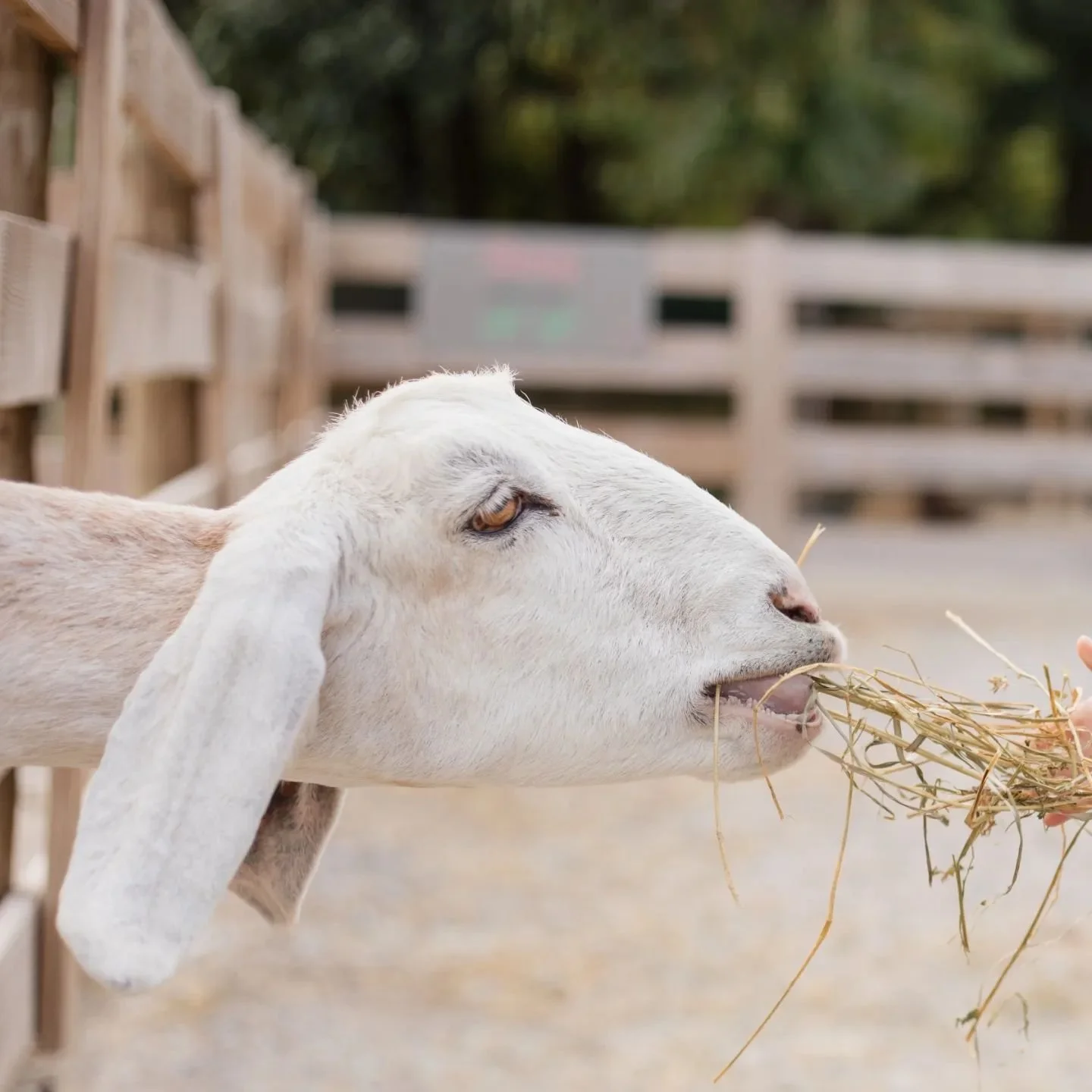 First day of fall 🧡🐐

1 of 2