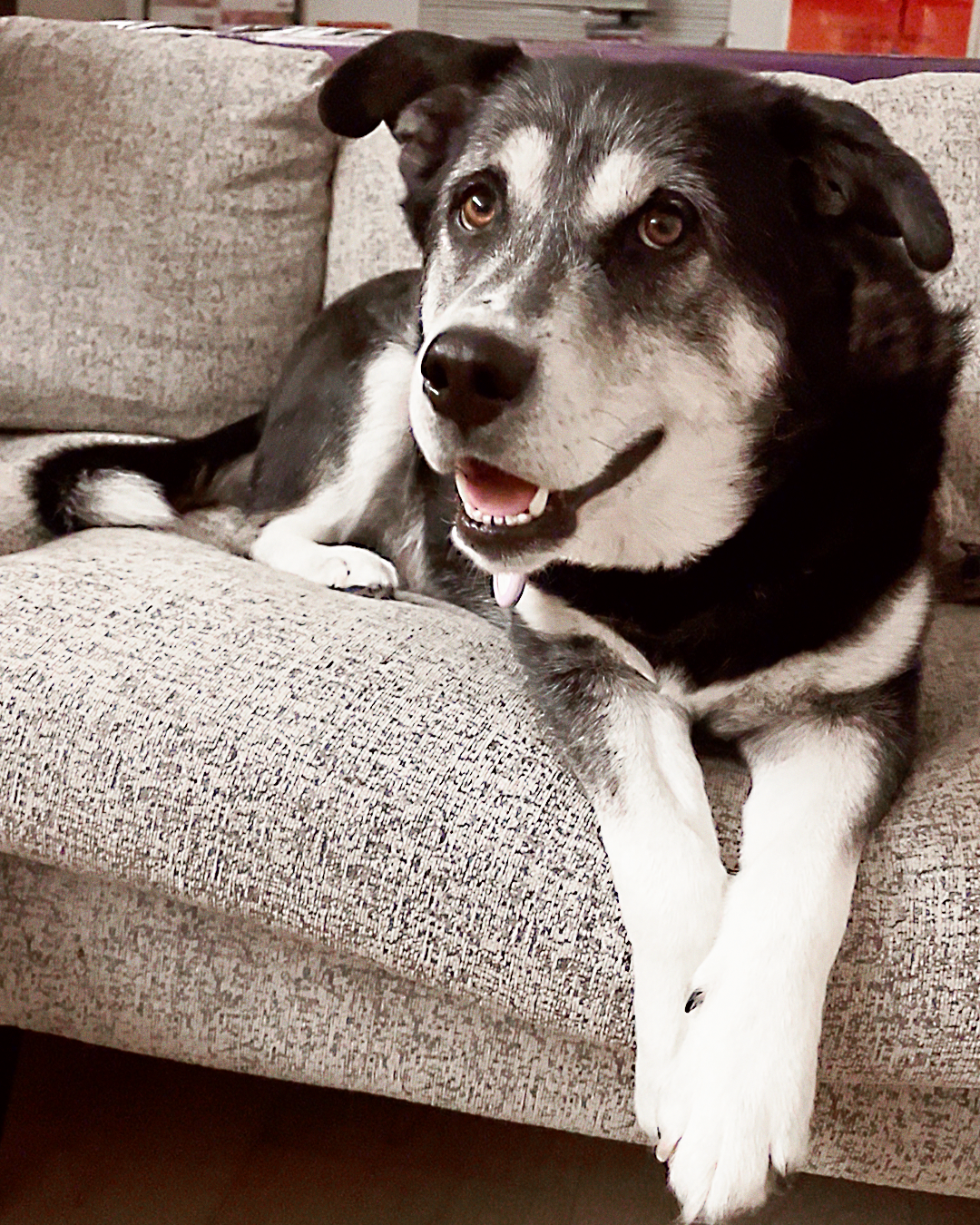 Jasper a happy adoptable black and white husky shepherd mix on couch