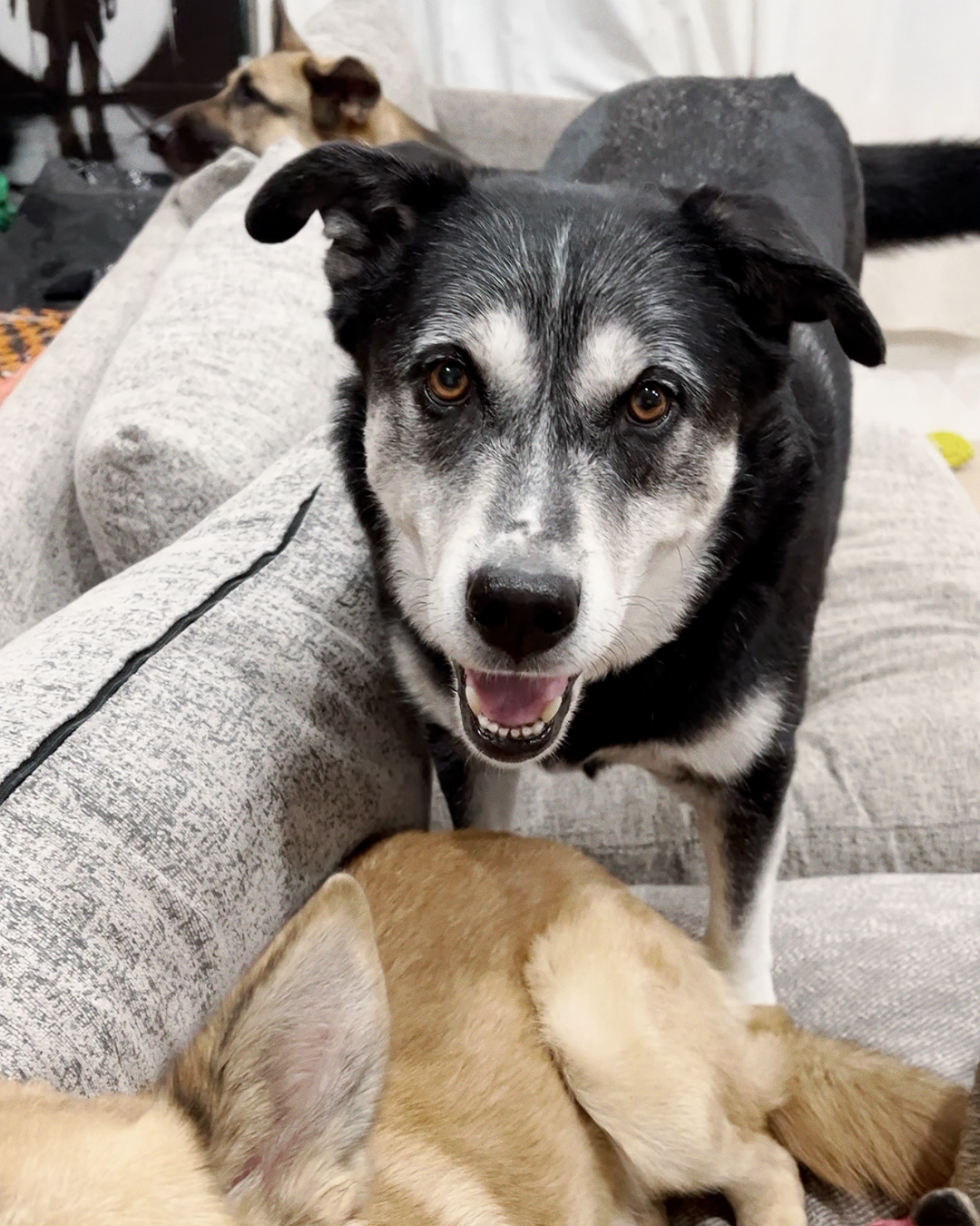 Jasper a happy adoptable black and white husky shepherd mix on couch