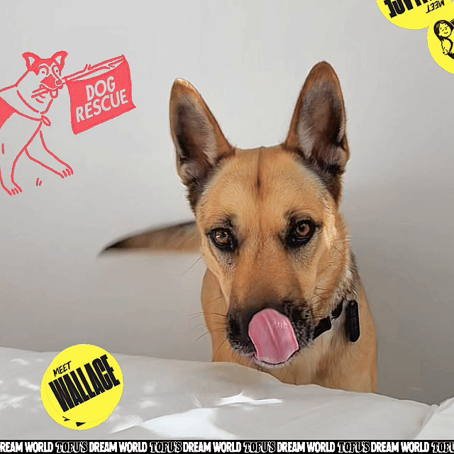 Wallace, an adoptable german shepherd rescued from Los Angeles Animal Services