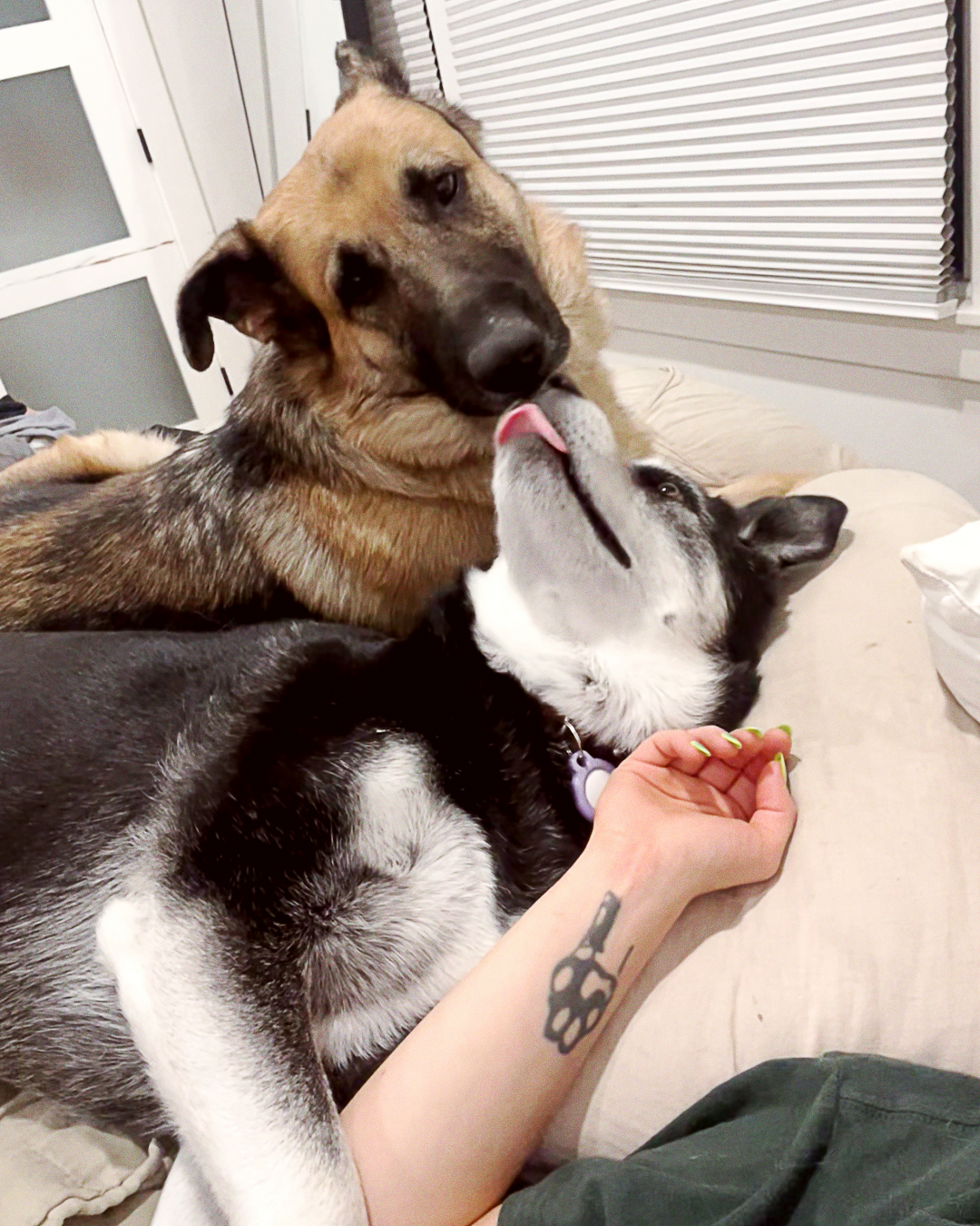 a german shepherd and siberian husky mix playing together on a bed