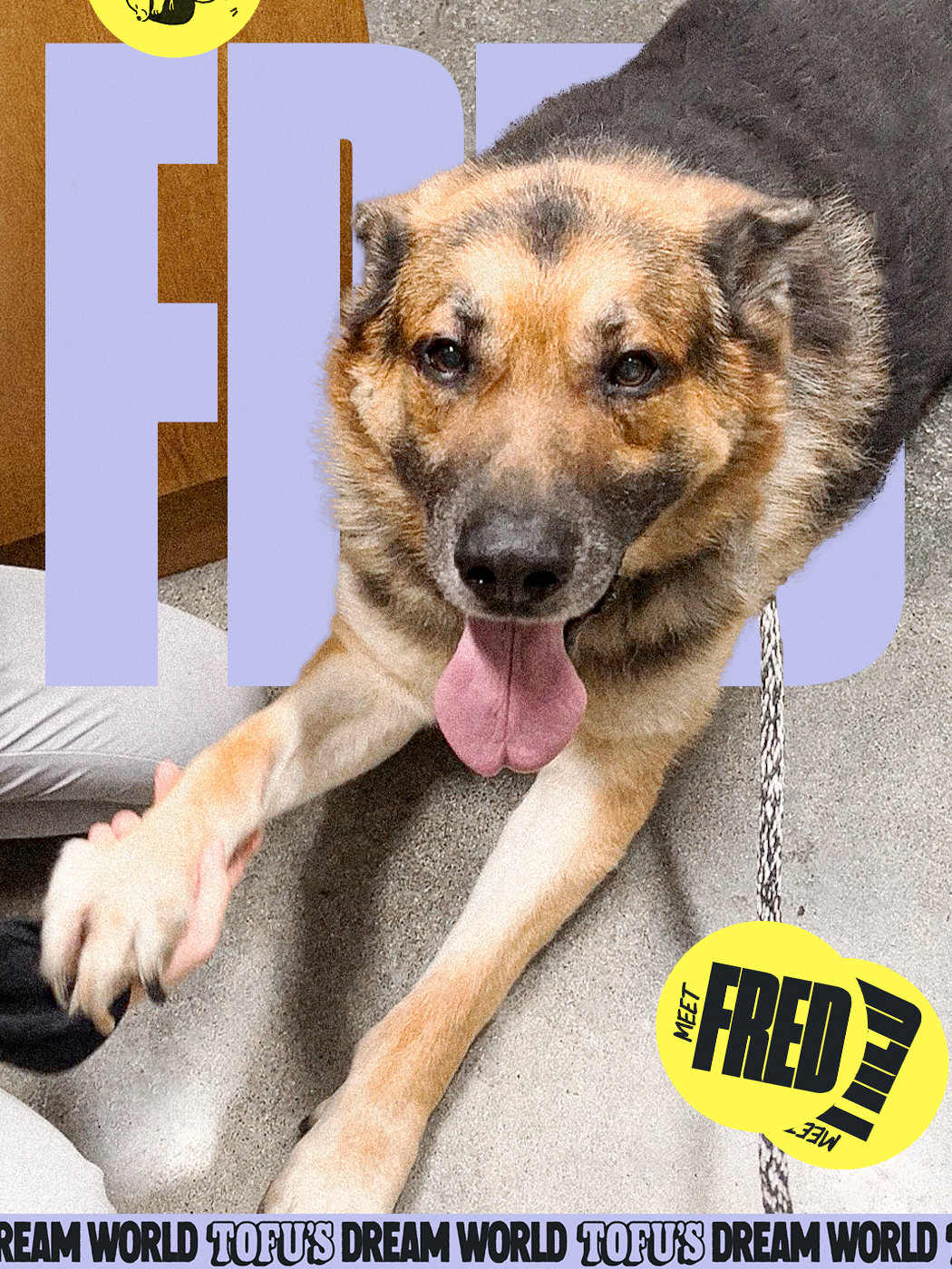 Fred, an adoptable german shepherd rescue from SEACCA downey euthanasia survivor