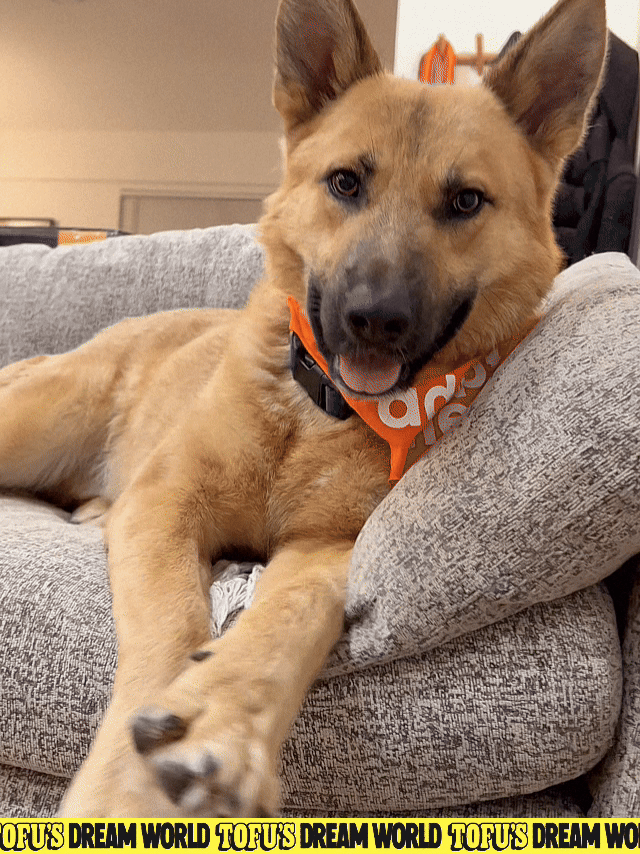 KODA_11.gif
