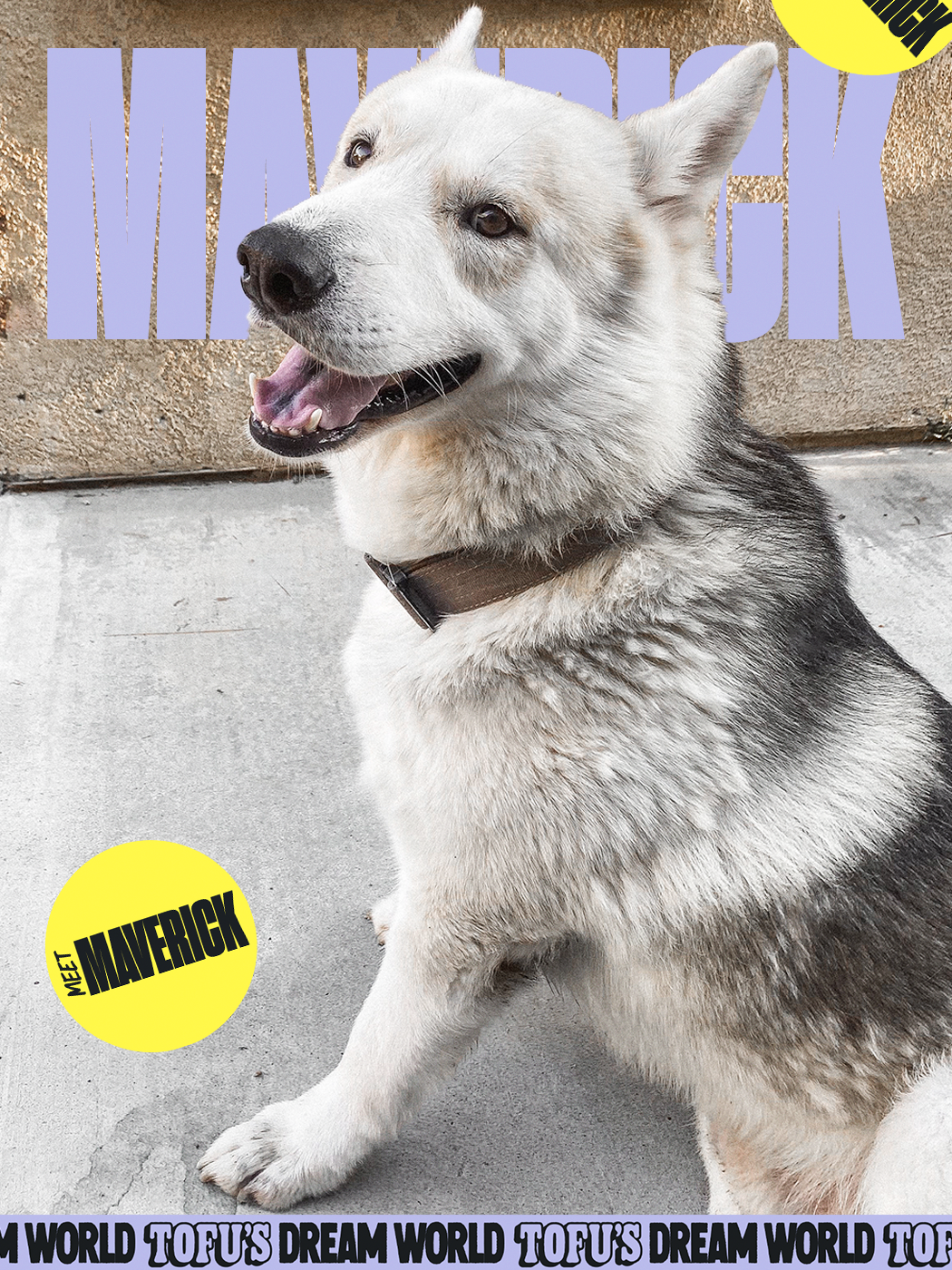 Maverick, an adoptable husky shepherd mix with a white coat and bright eyes