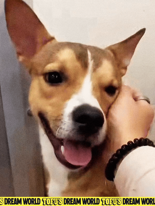 Caleb, an adoptable Chihuahua shepherd mix saved from the Coachella Valley Animal Shelter