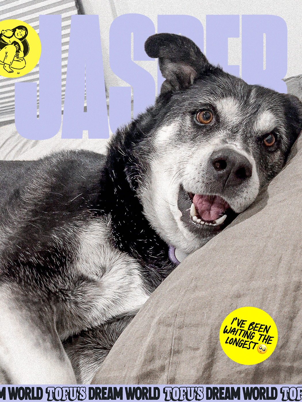 Jasper, an adoptable Husky Shepherd mix with large ears and a black and white coat