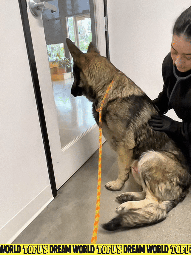 Zeus an adoptable german shepherd at the vet