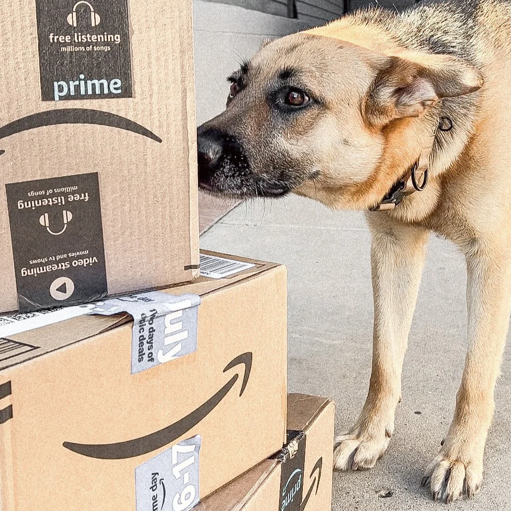 Rescue German Shepherd With Amazon Boxes