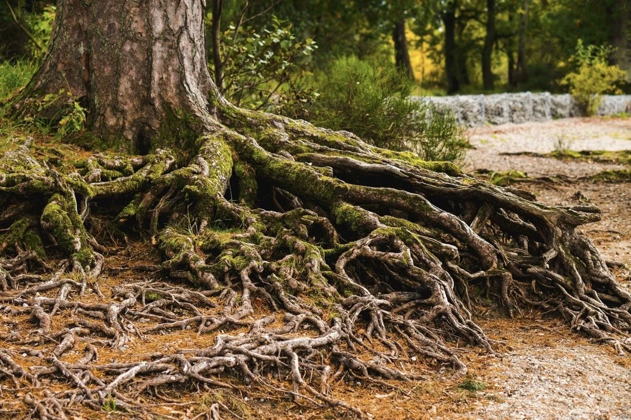 Our Roots in the Earth 
