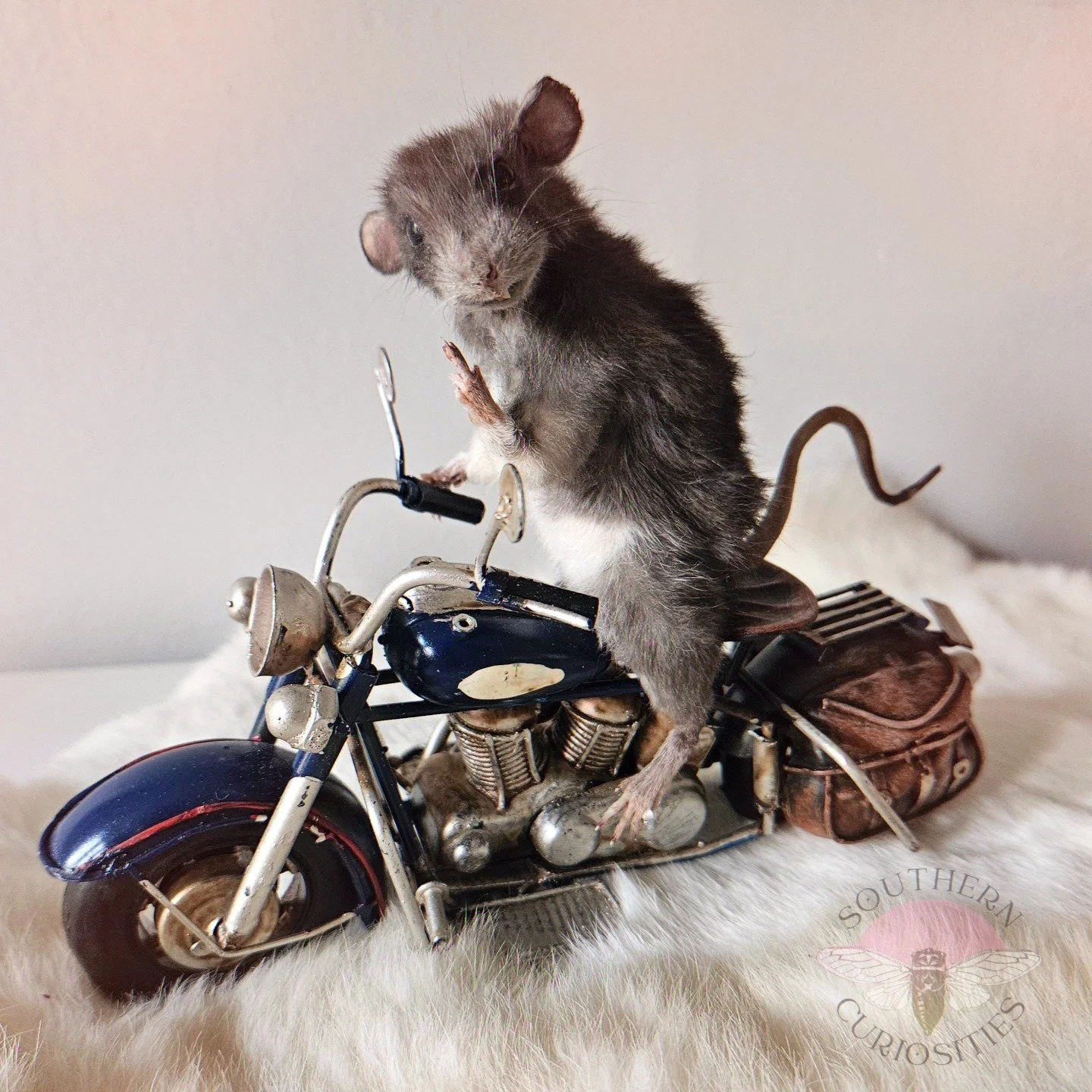 dkbiker1.jpg