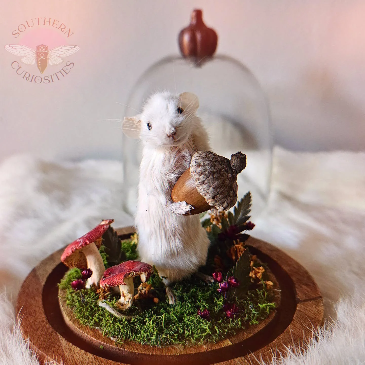 Have you joined my email list yet? 🔗 in bio! Not only do you receive an exclusive coupon code, you'll get updates before everyone else -- like when a website update is about to drop 👀 
Cough cough, hint hint... coming soon
.
.
#SouthernCuriosities