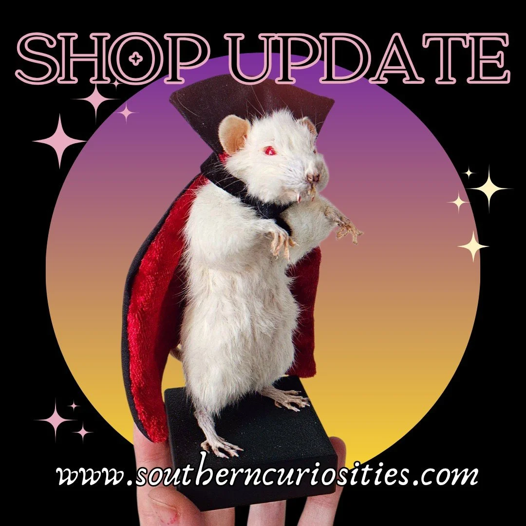 🎉 THE ONLINE SHOP JUST GOT WEIRDER! 🎉
Shop goes live on 10/24 @ 10am EST
Holiday shopping for the oddballs on your list? Or… just treating yourself? We’ve got you covered. 
Frames, taxidermy, terrariums, shirts, stickers & more!