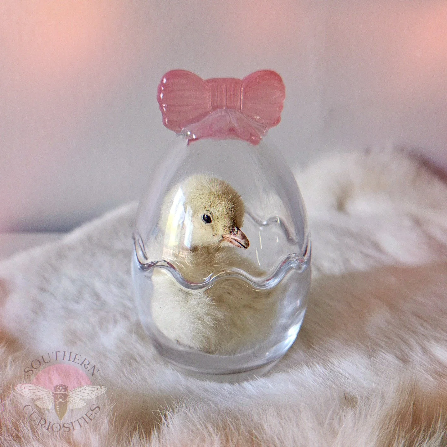 chick3.jpg