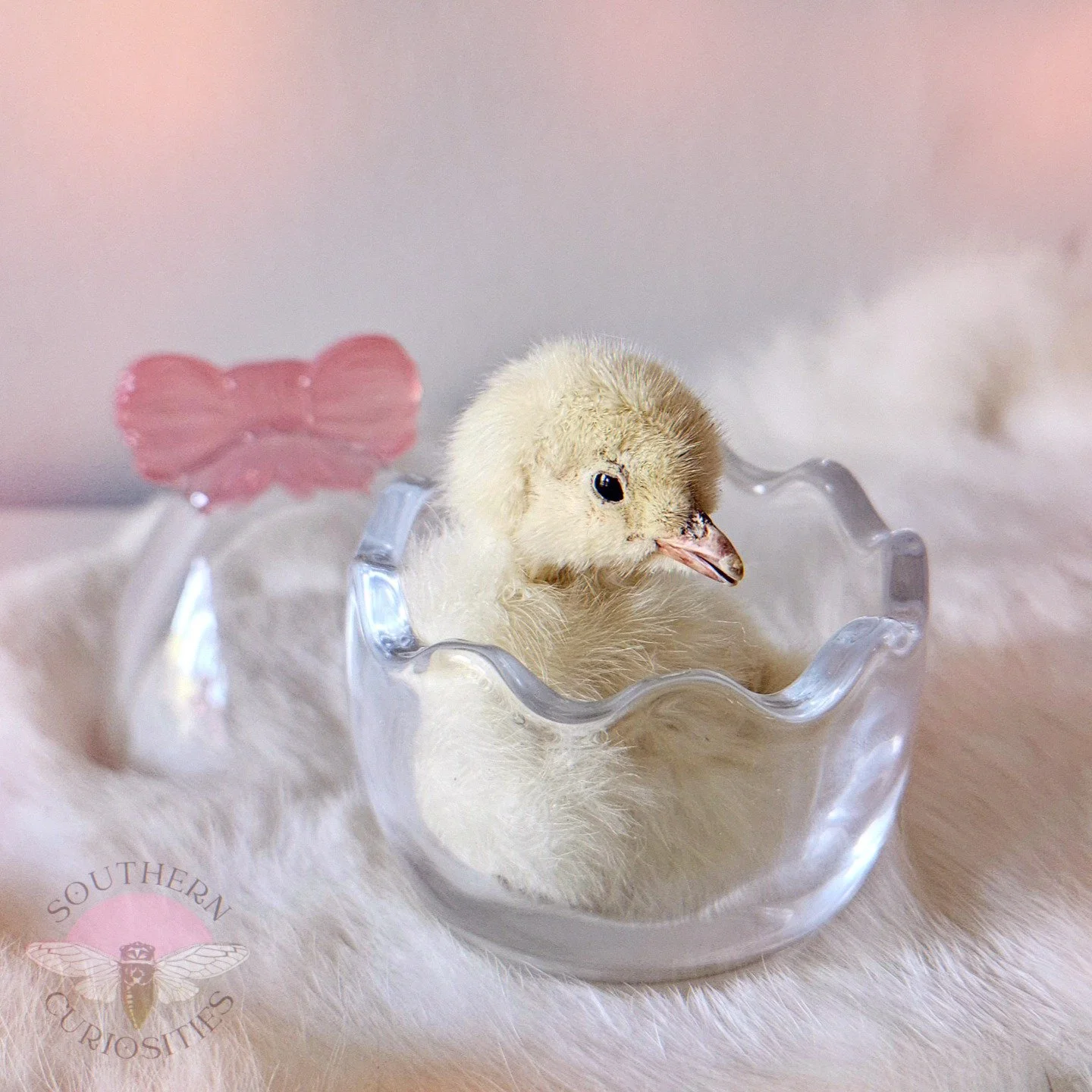 chick1.jpg