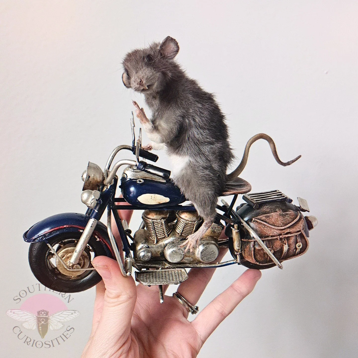 dkbiker3.jpg