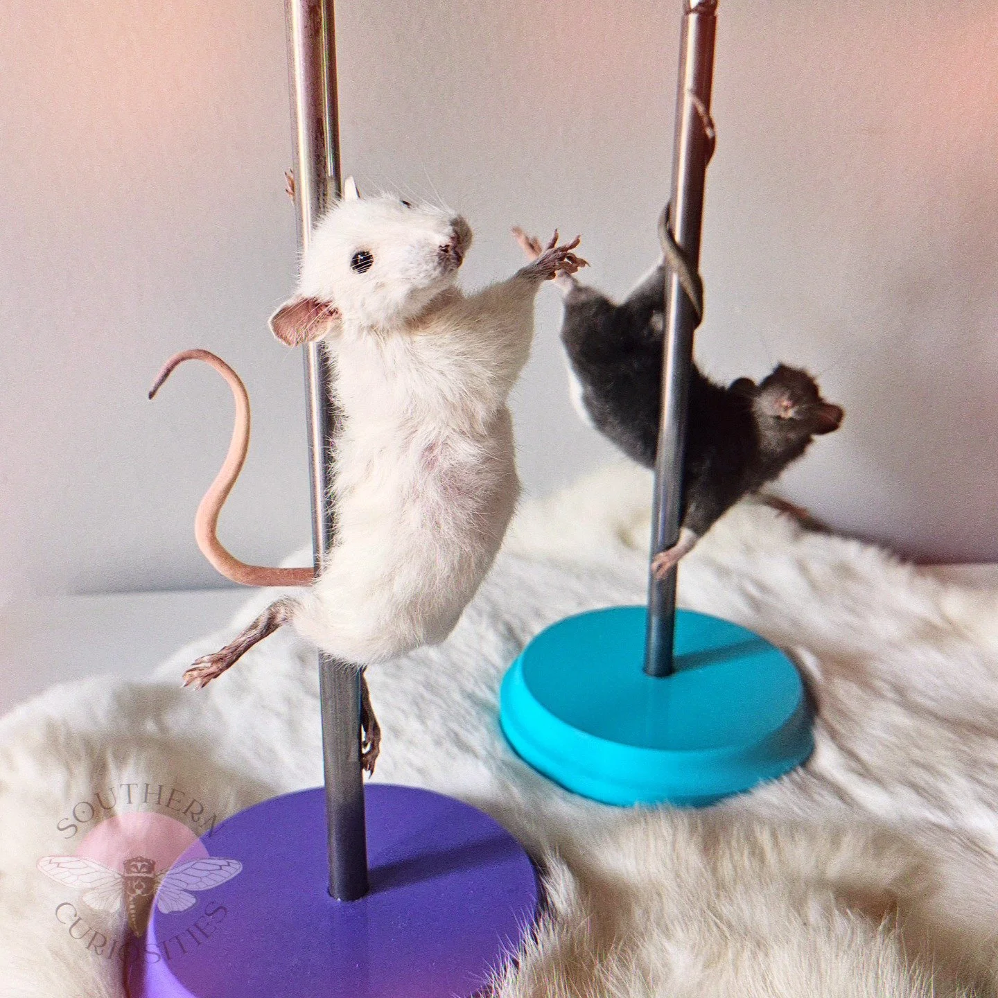 strippers1.jpg