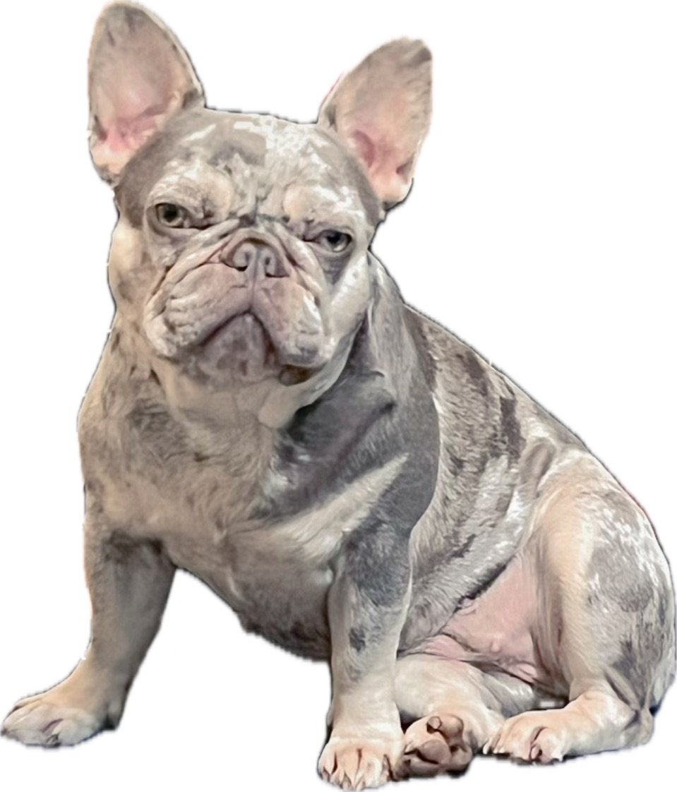 N.Heat Pinky - Female Frenchie