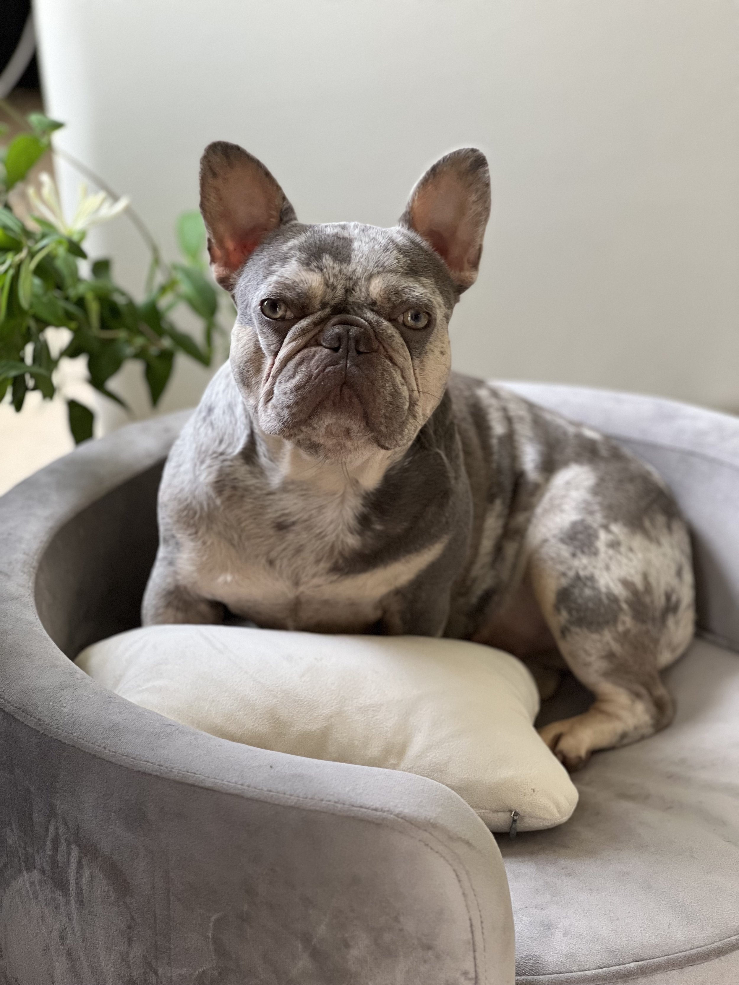 N.Heat Pinky Female Frenchie