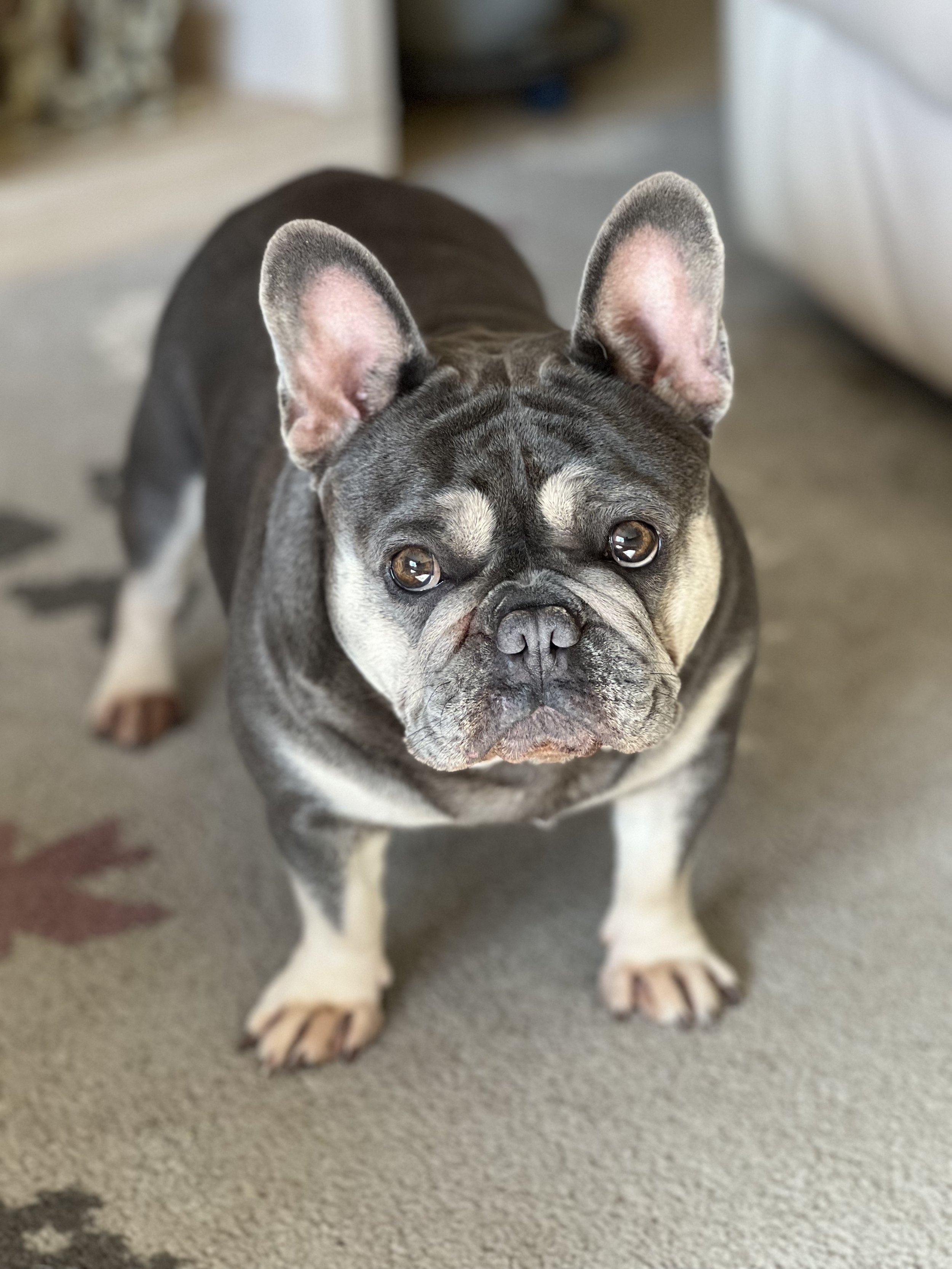 Nova - Female French Bulldog