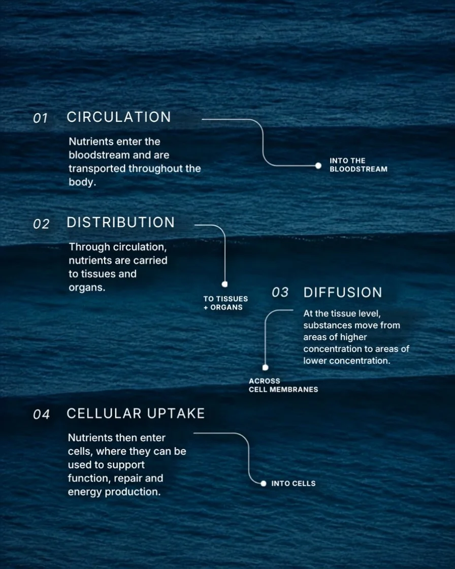 Getting into your bloodstream is only the beginning.

Circulation carries it through the body. At the cellular level, diffusion takes over, moving each nutrient exactly where it&rsquo;s needed.

That&rsquo;s the quiet mechanics behind every drip you 