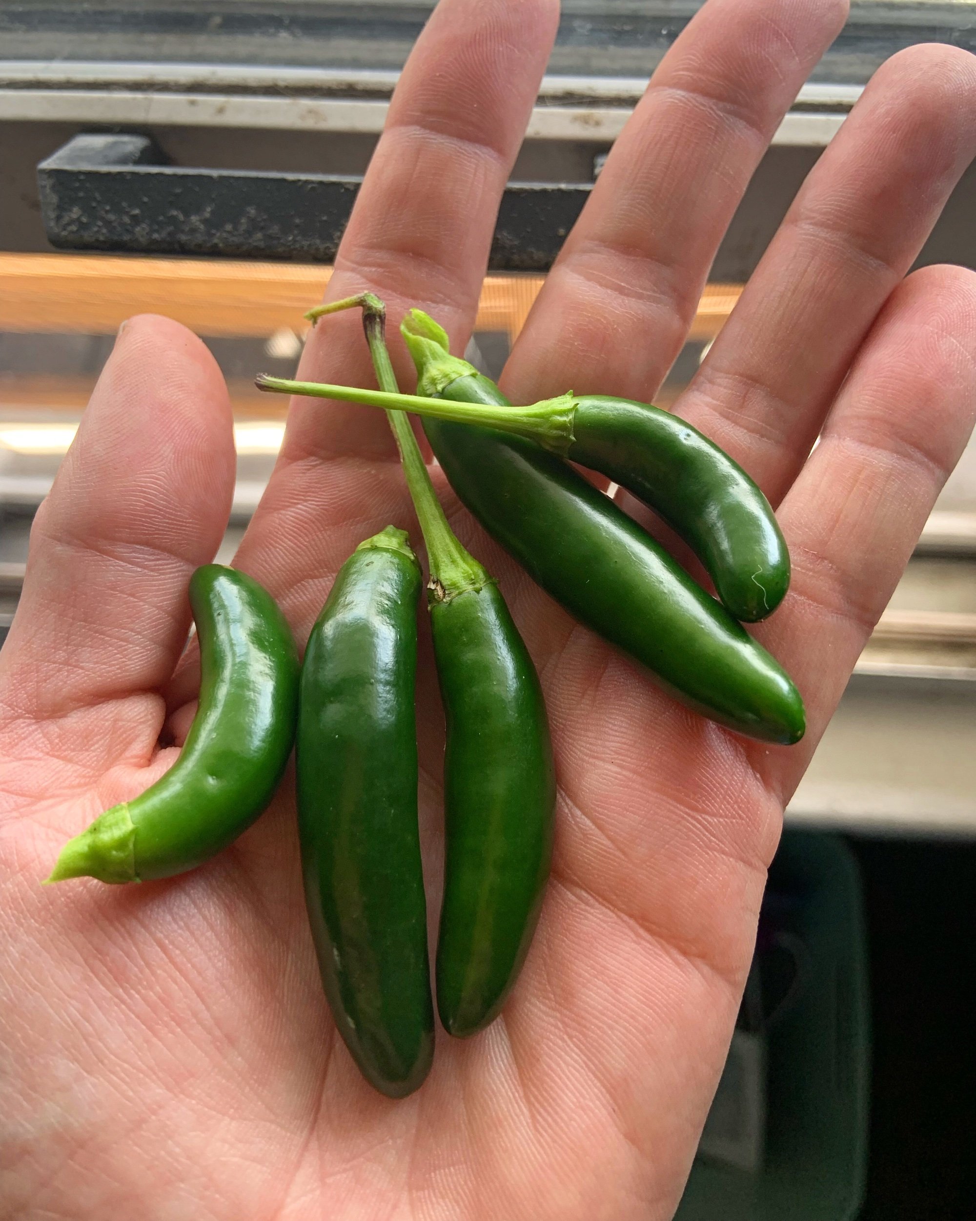 Homegrown Serranos