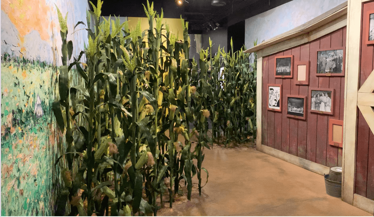  Cornfields line the  Oklahoma!  display as “Oh What a Beautiful Morning” plays overhead, marking the entrance to the Rodgers and Hammerstein display. 