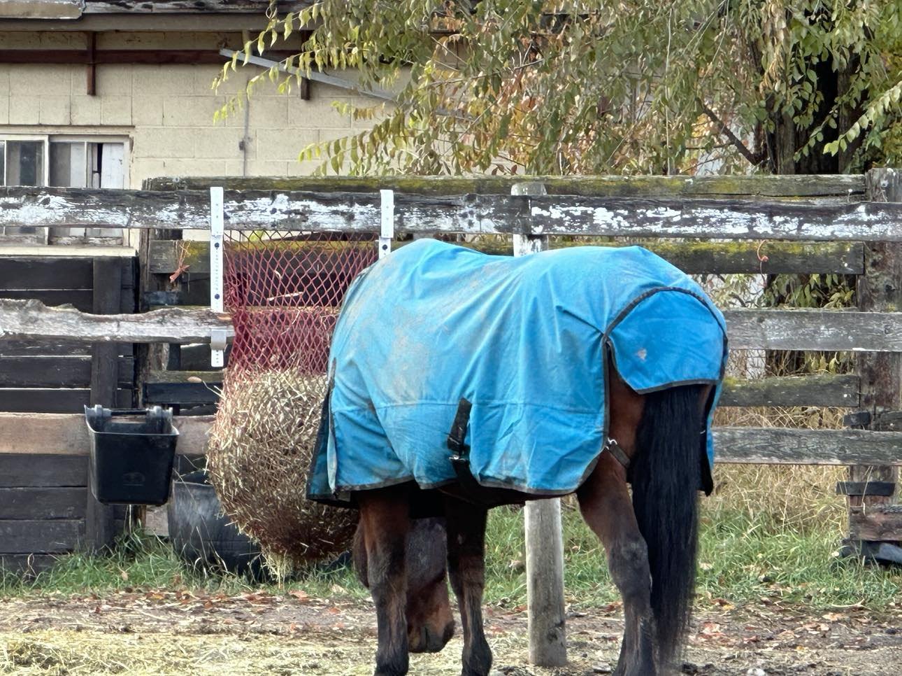 Portable Fence Feeder - Jandy angle.jpg