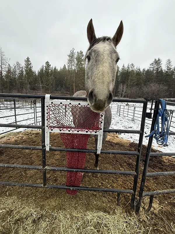 Portable-Fence-Feeder-by-HayPal-on-metal-panel-fence.jpeg
