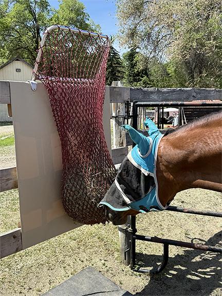 HayPal-Fence-Top-Feeder-slow-feeder-with-HayGuard-horse-side.png
