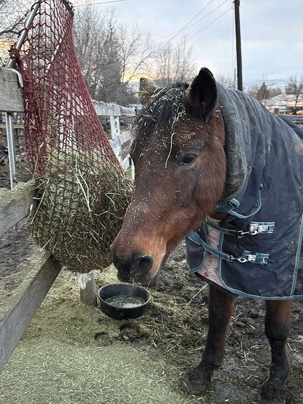 Jandy-HayPal-mascot-at-Fence-Top-Feeder-slow-feeding-horses.jpg