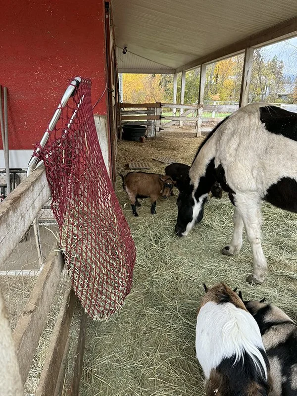 Fence-Top-Feeder-slow-feeding-barnyard-animals.jpeg