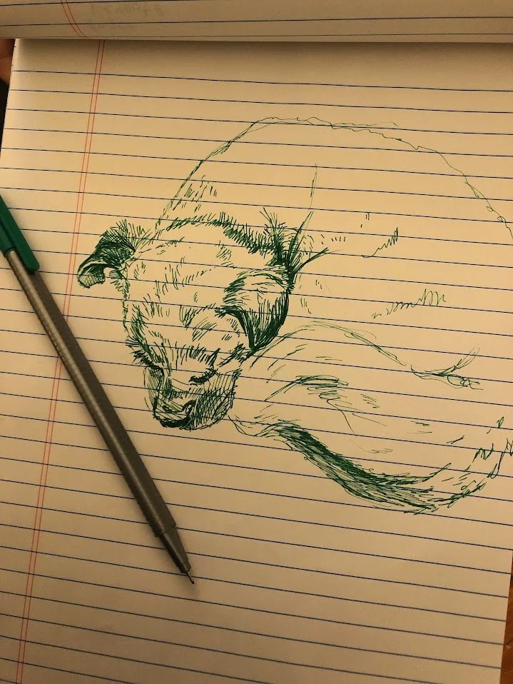 Dog curled up sketch.jpg
