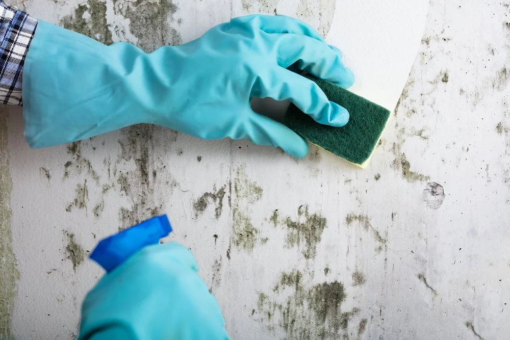 How to Stop Mould Behind a Built-In Wardrobe